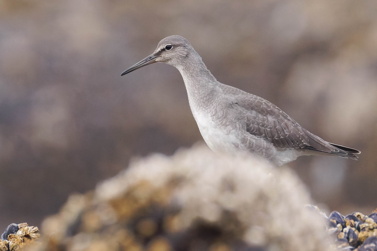 Wandering Tattler - ML643121237