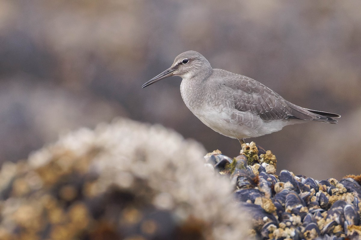 Wandering Tattler - ML643121238