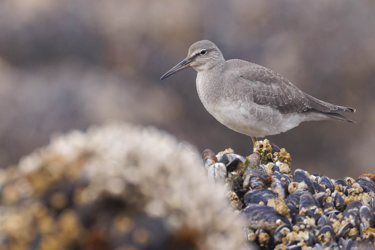 Wandering Tattler - ML643121239