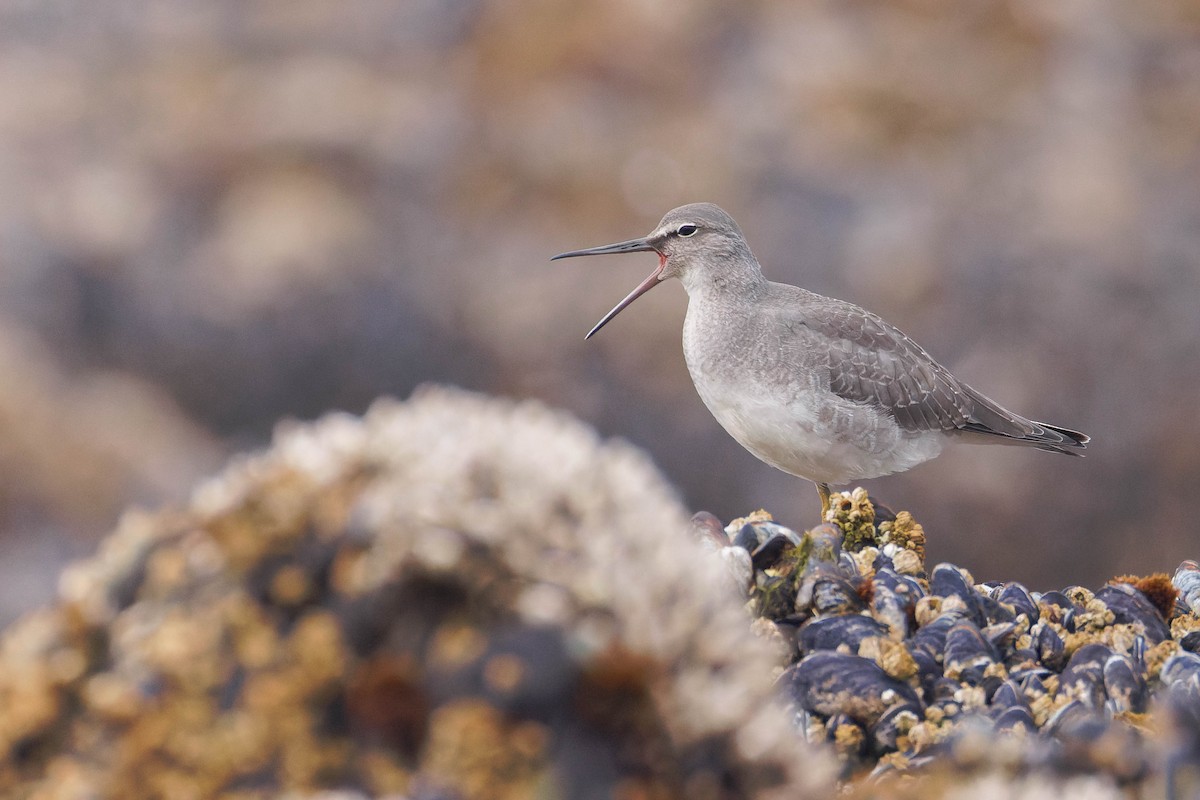 Wandering Tattler - ML643121240