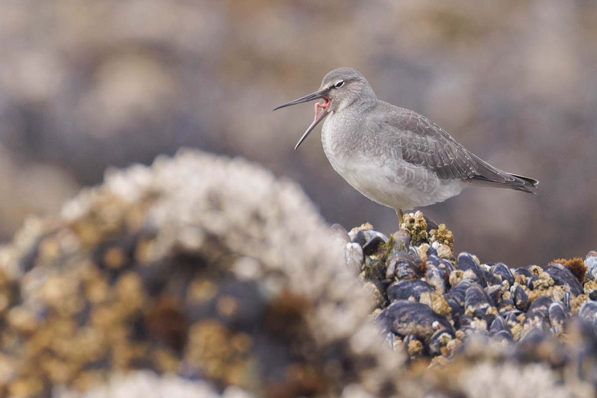 Wandering Tattler - ML643121241