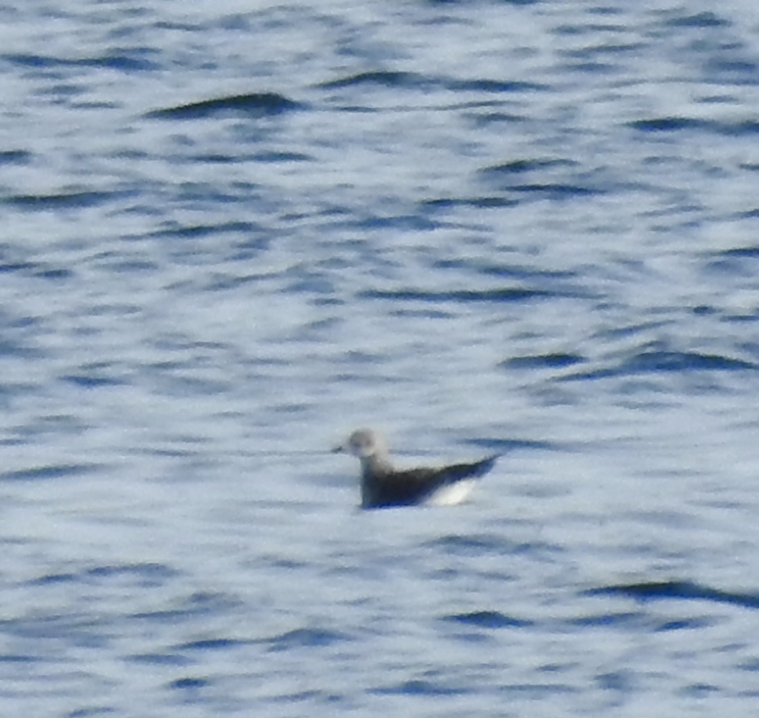 Sabine's Gull - ML643121293