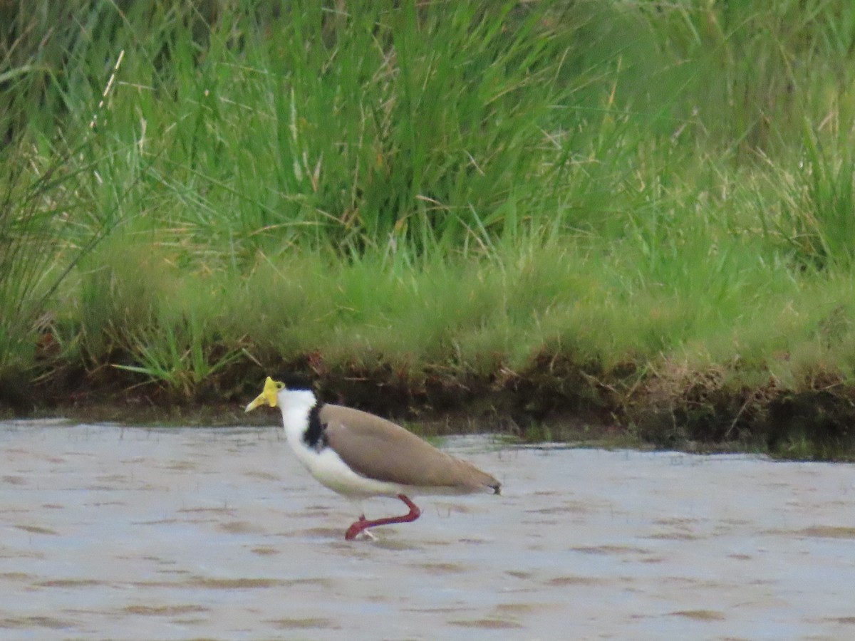 Masked Lapwing - ML643121396