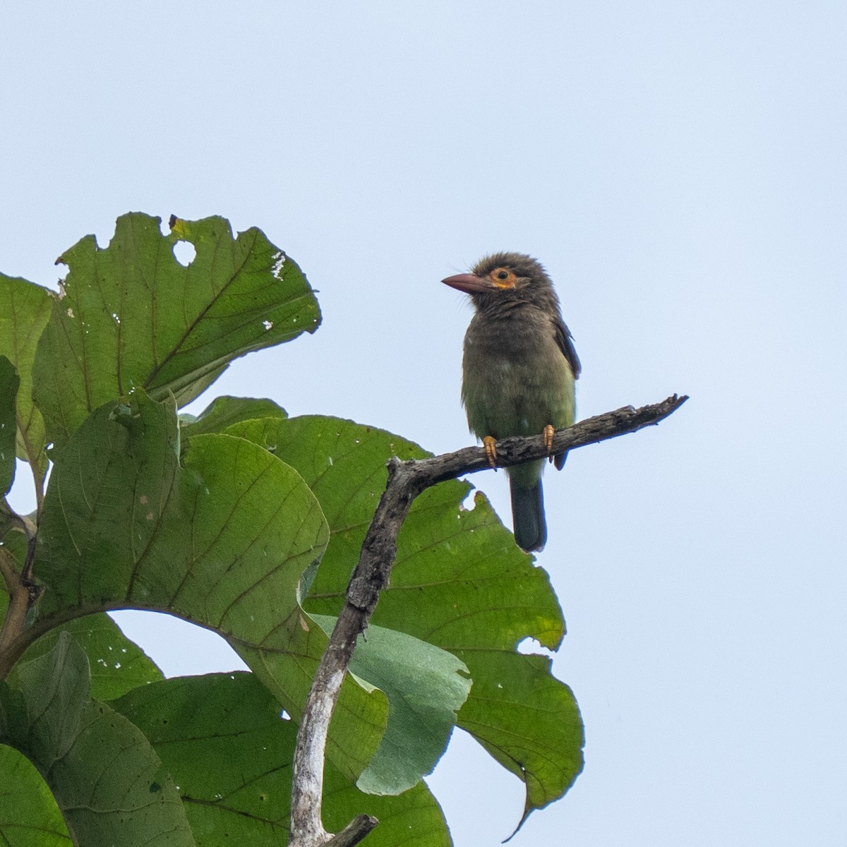 Brown-headed Barbet - ML643121397