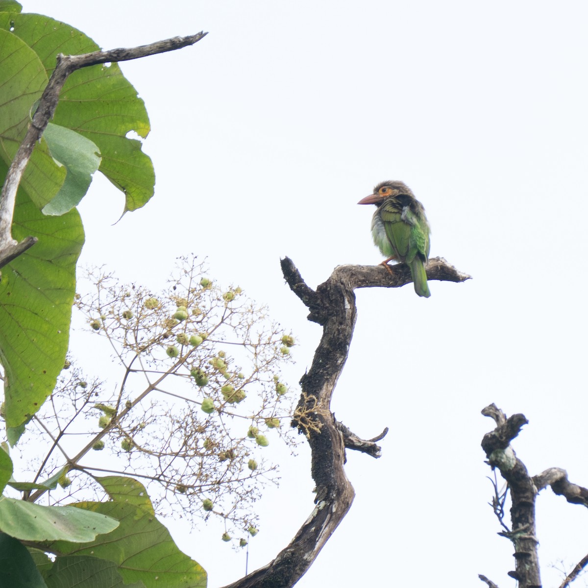 Brown-headed Barbet - ML643121398