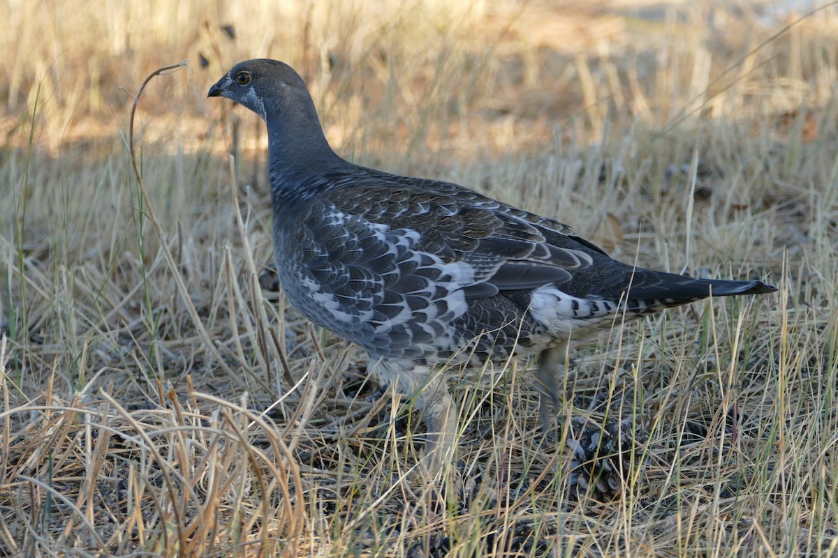 Dusky Grouse - ML643121401