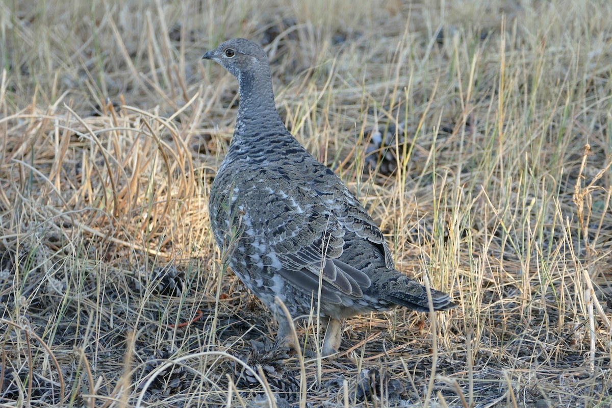 Dusky Grouse - ML643121402