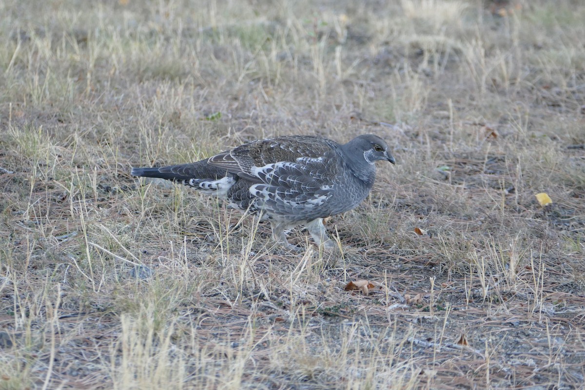Dusky Grouse - ML643121404