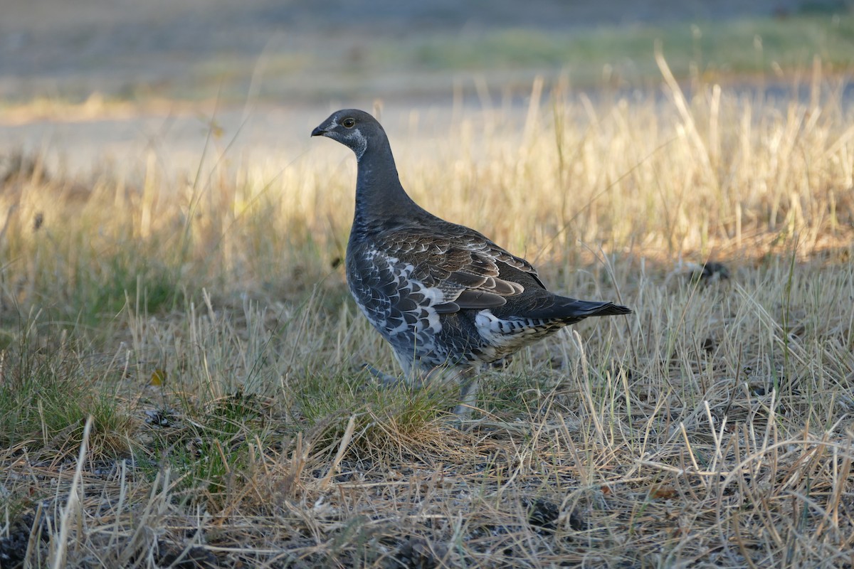 Dusky Grouse - ML643121405