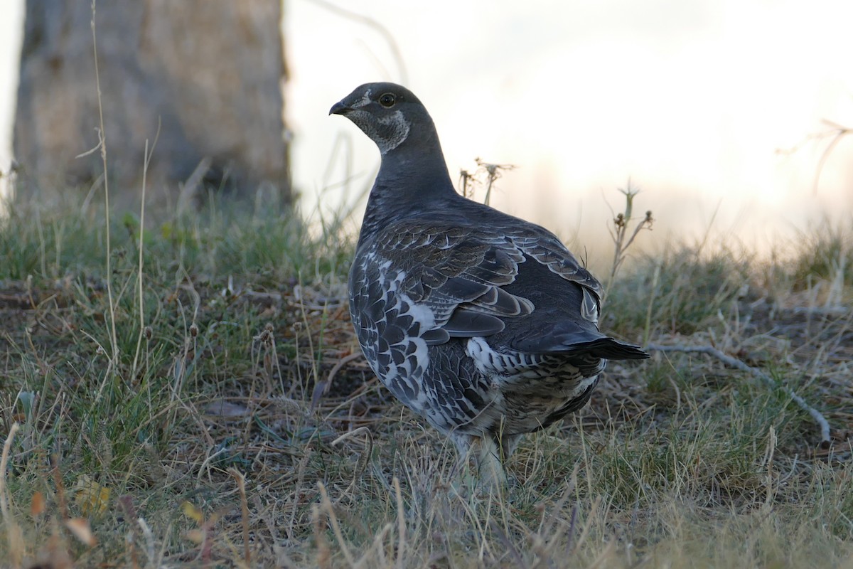 Dusky Grouse - ML643121406