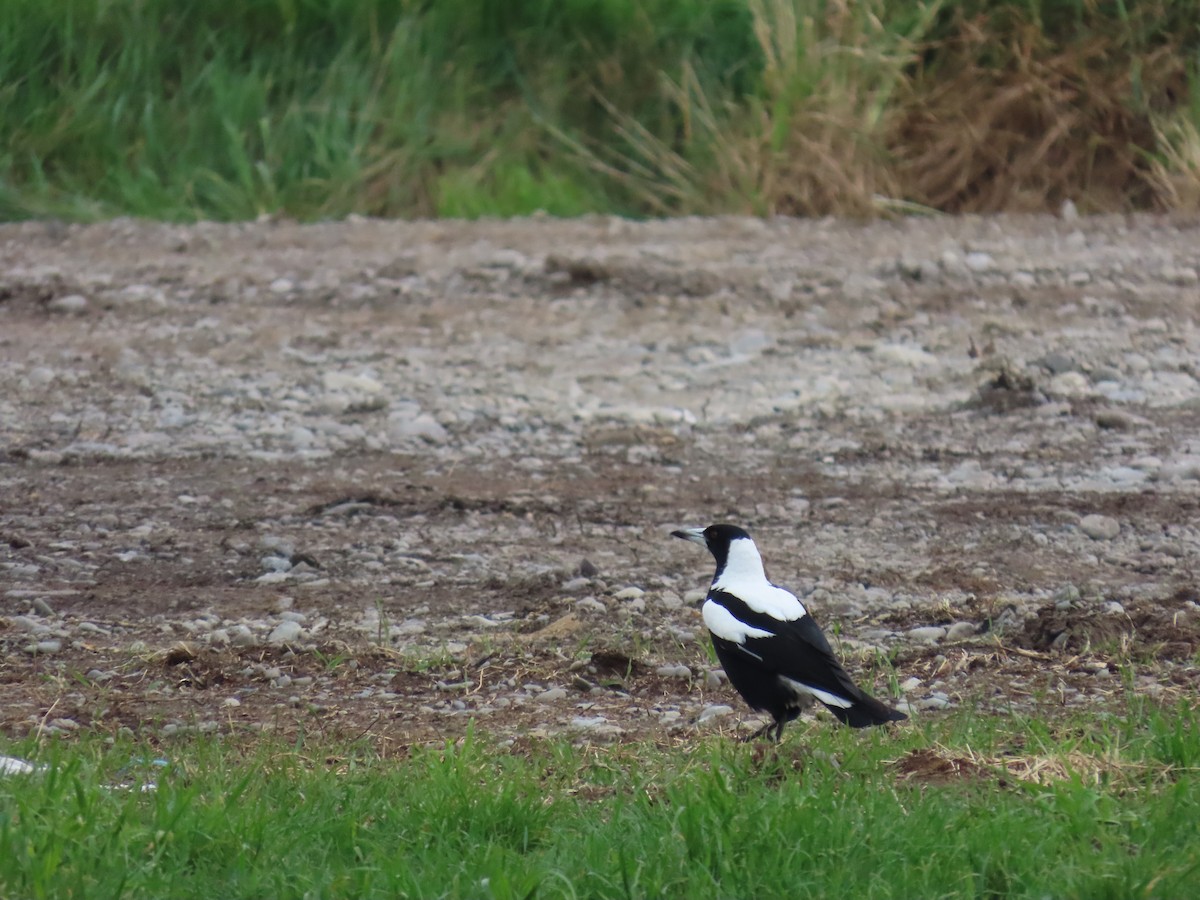 Australian Magpie - ML643121408