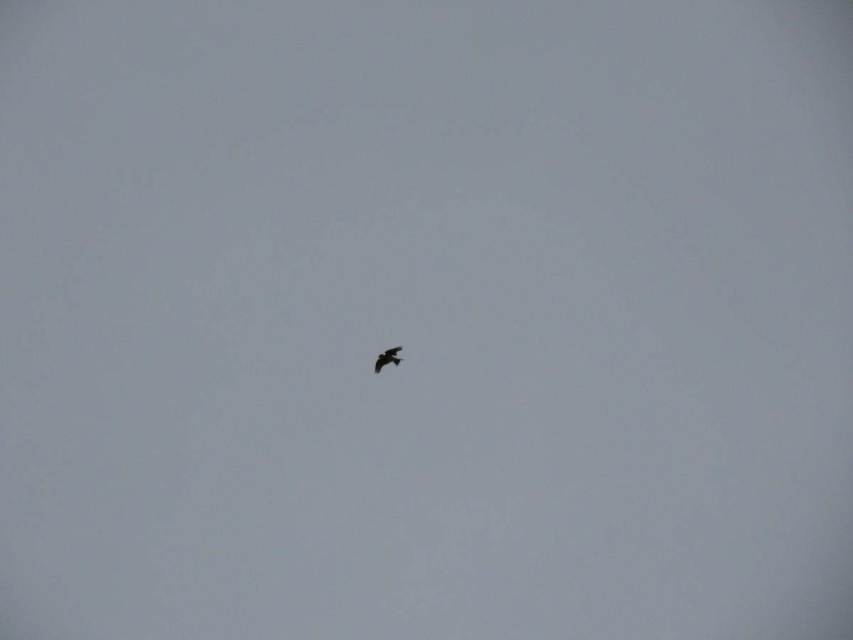 Eurasian Skylark - ML643121414