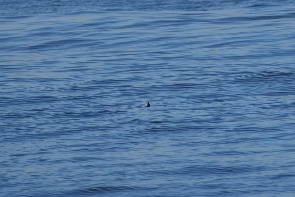 Rhinoceros Auklet - ML643121426