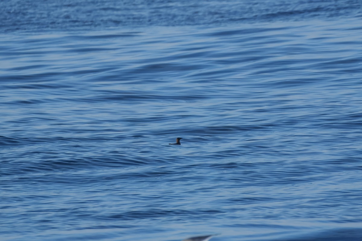 Rhinoceros Auklet - ML643121427