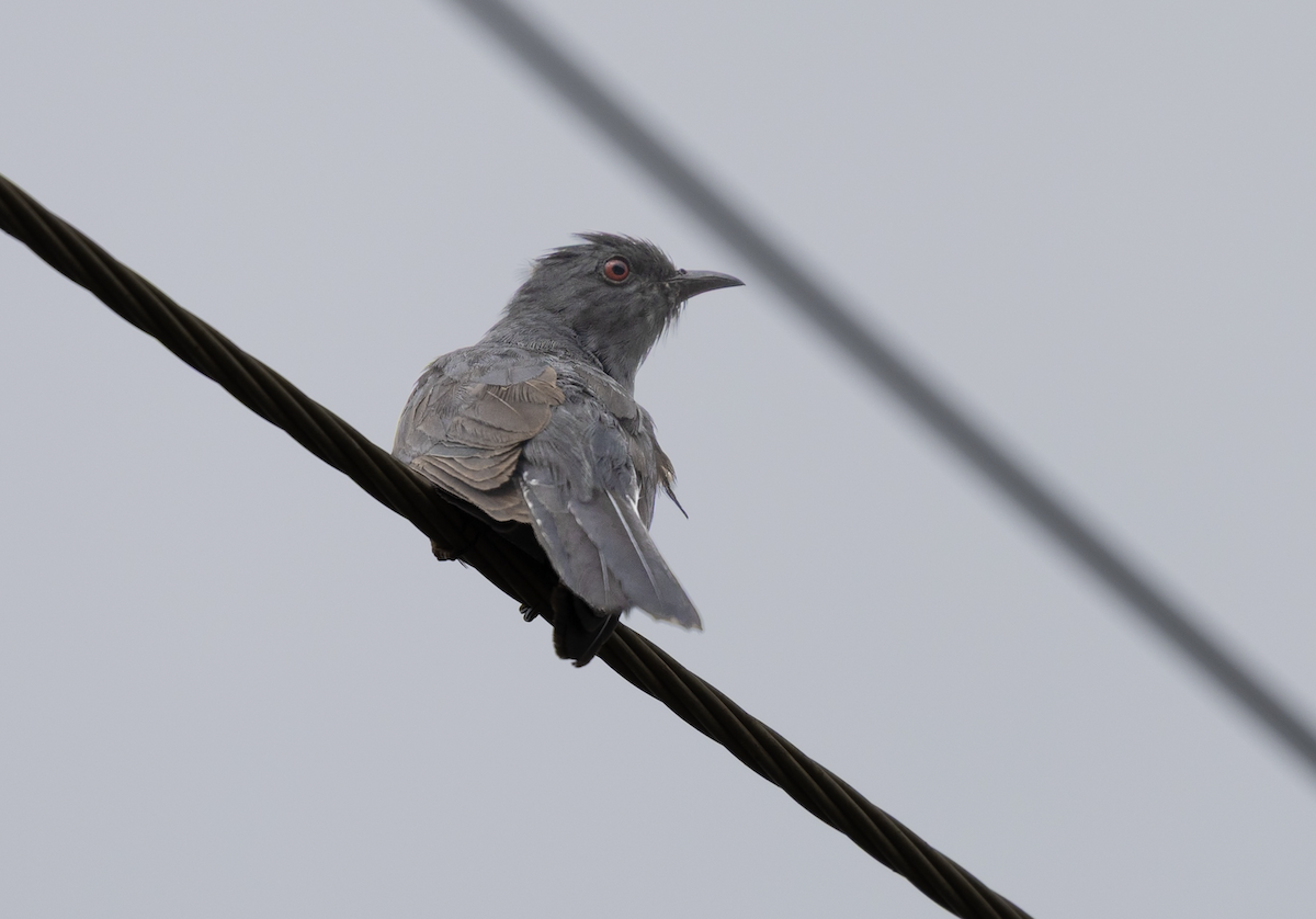 Cuco Pechigrís - ML643121436