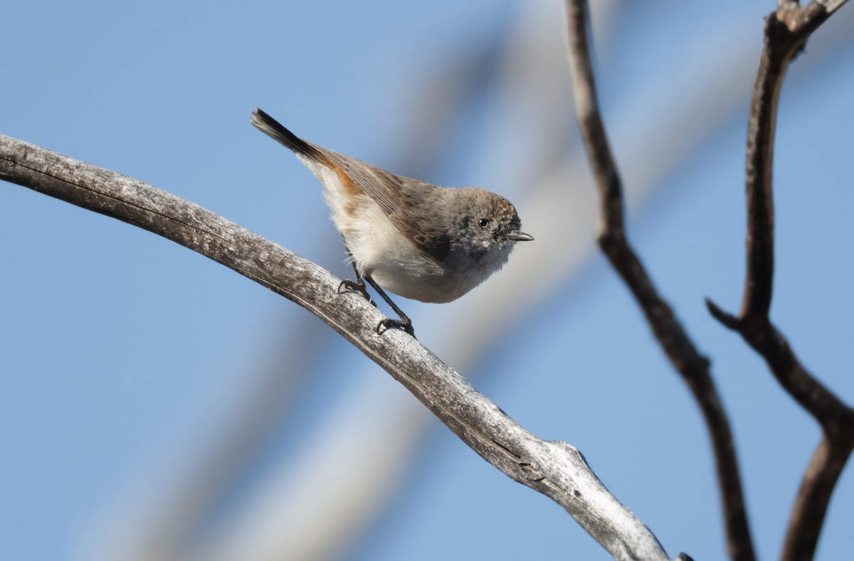 Chestnut-rumped Thornbill - ML643121443