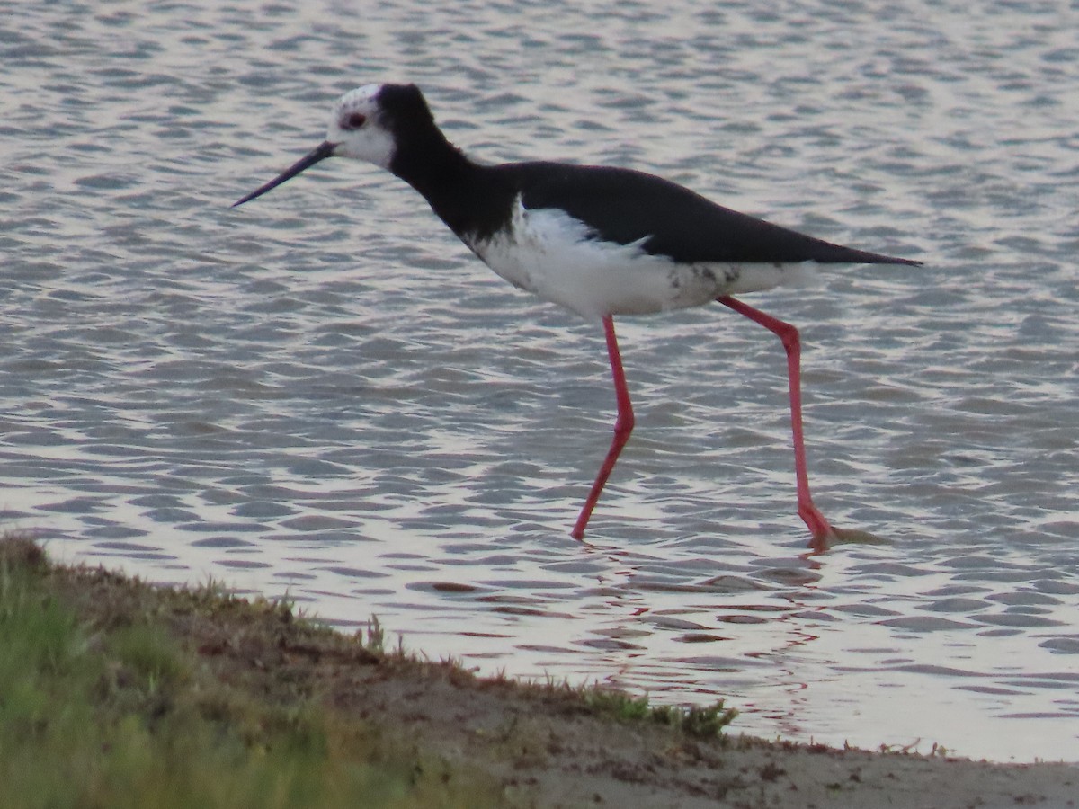 Pied Stilt - ML643121444