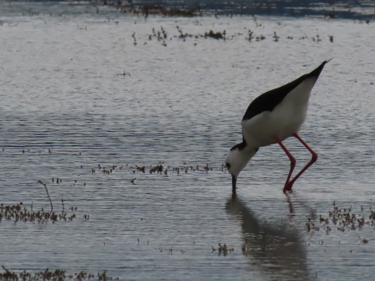 Pied Stilt - ML643121445