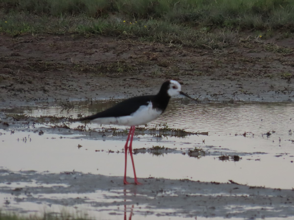 Pied Stilt - ML643121446