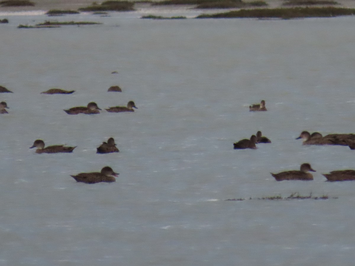 Gray Teal - ML643121457