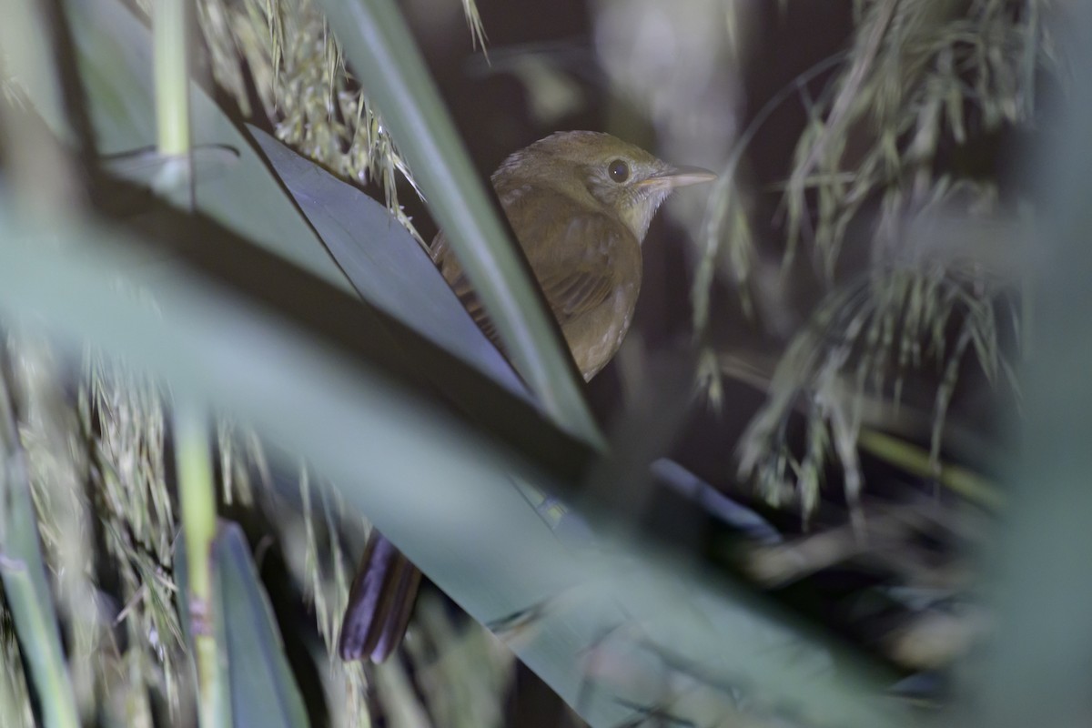 Thick-billed Warbler - ML643121460