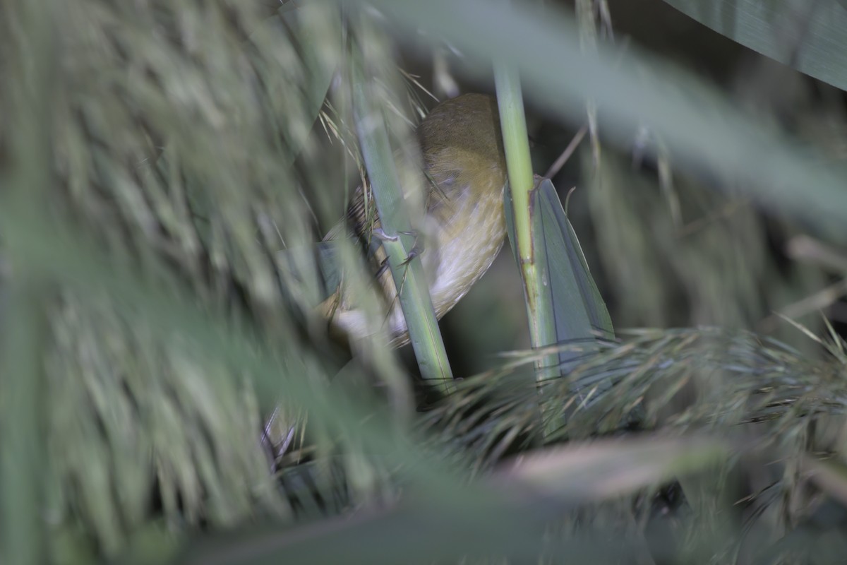 Thick-billed Warbler - ML643121461