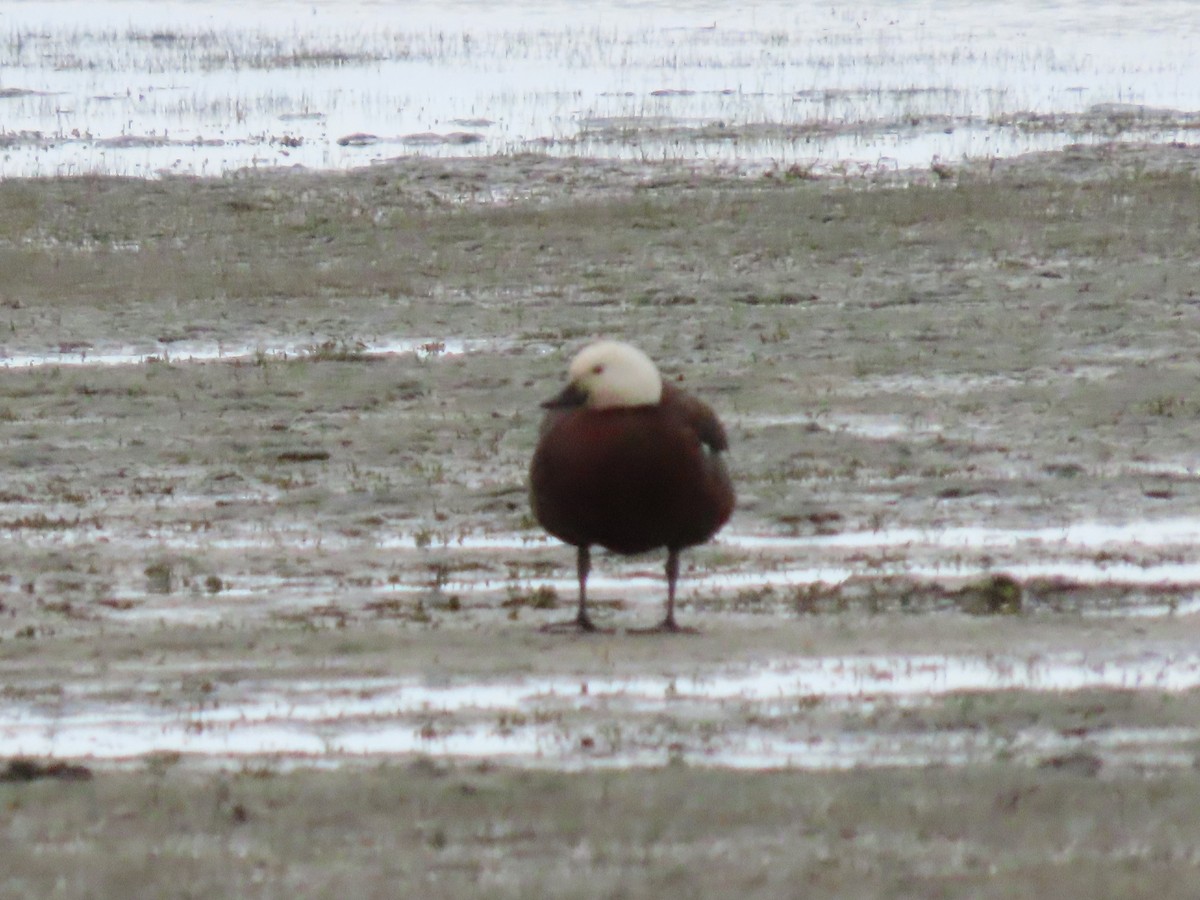 Paradise Shelduck - ML643121463
