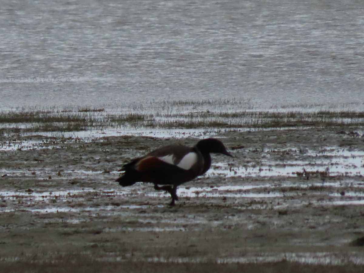 Paradise Shelduck - ML643121464