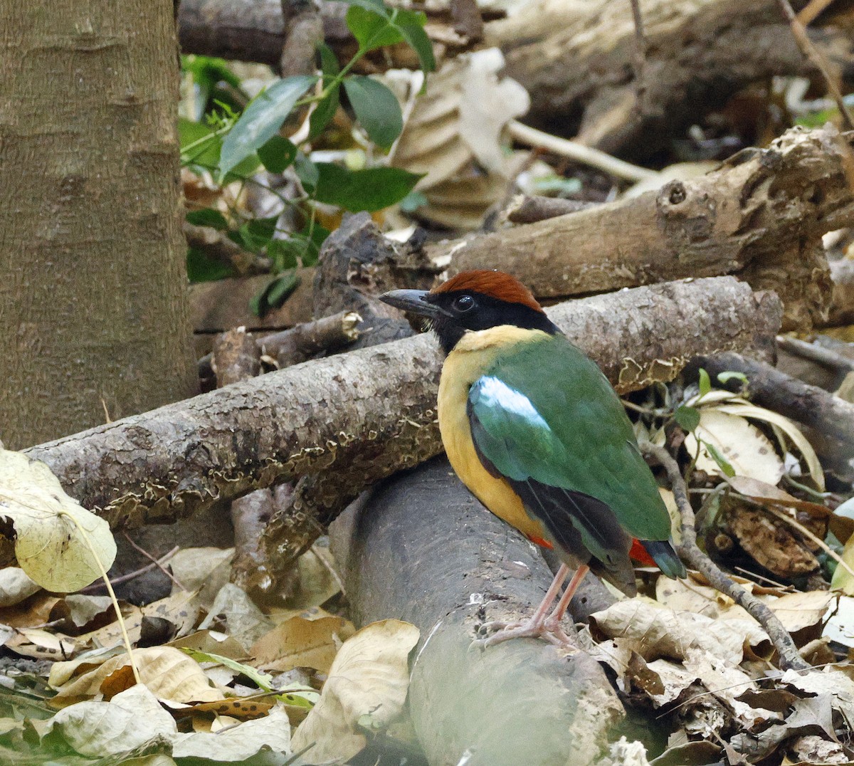 Noisy Pitta - ML643121471