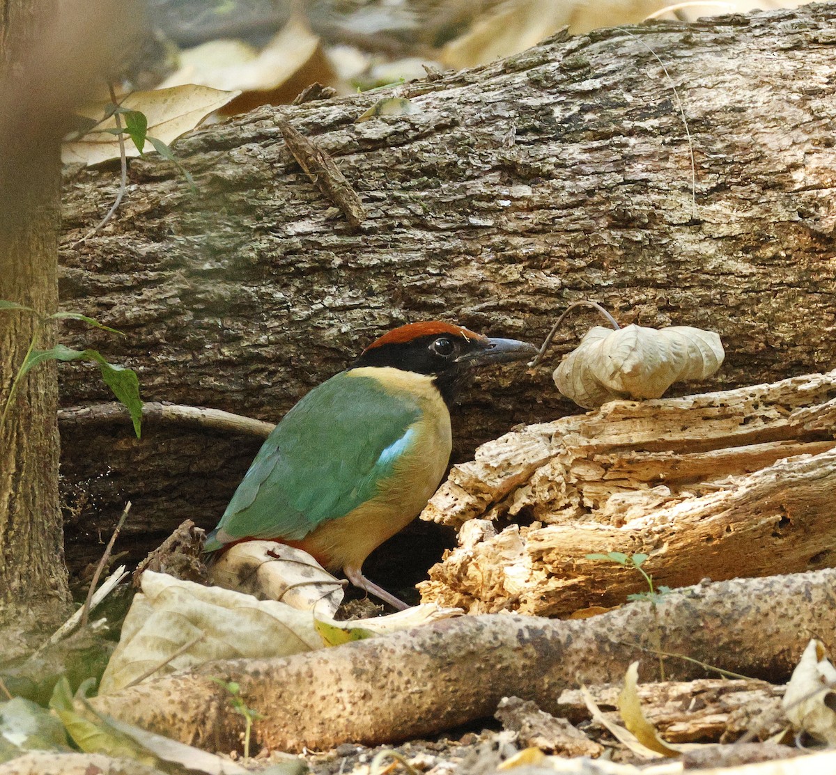 Noisy Pitta - ML643121472