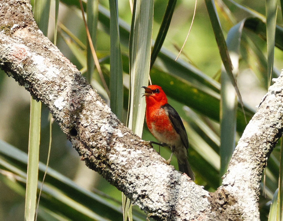 Scarlet Myzomela - ML643121481