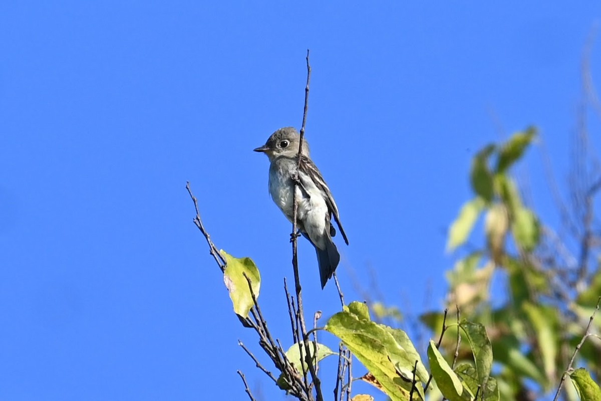Empidonax sp. - ML643121525