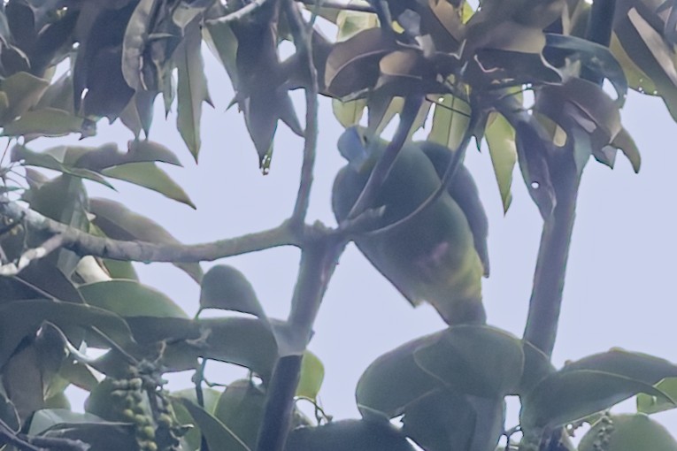 Blue-capped Fruit-Dove - ML643121573