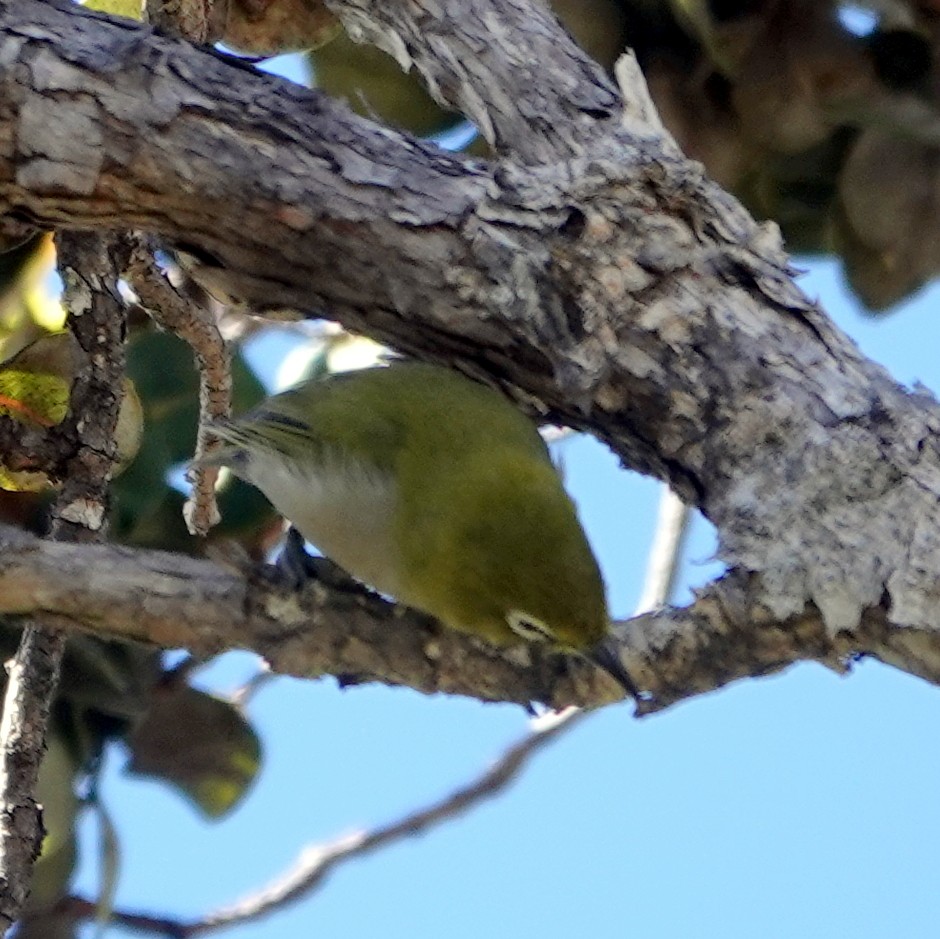 Warbling White-eye - ML643121590