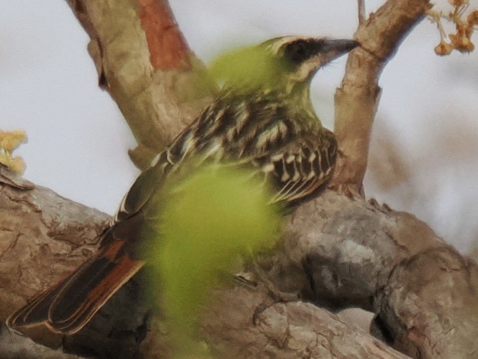 Streaked Flycatcher - ML643121602