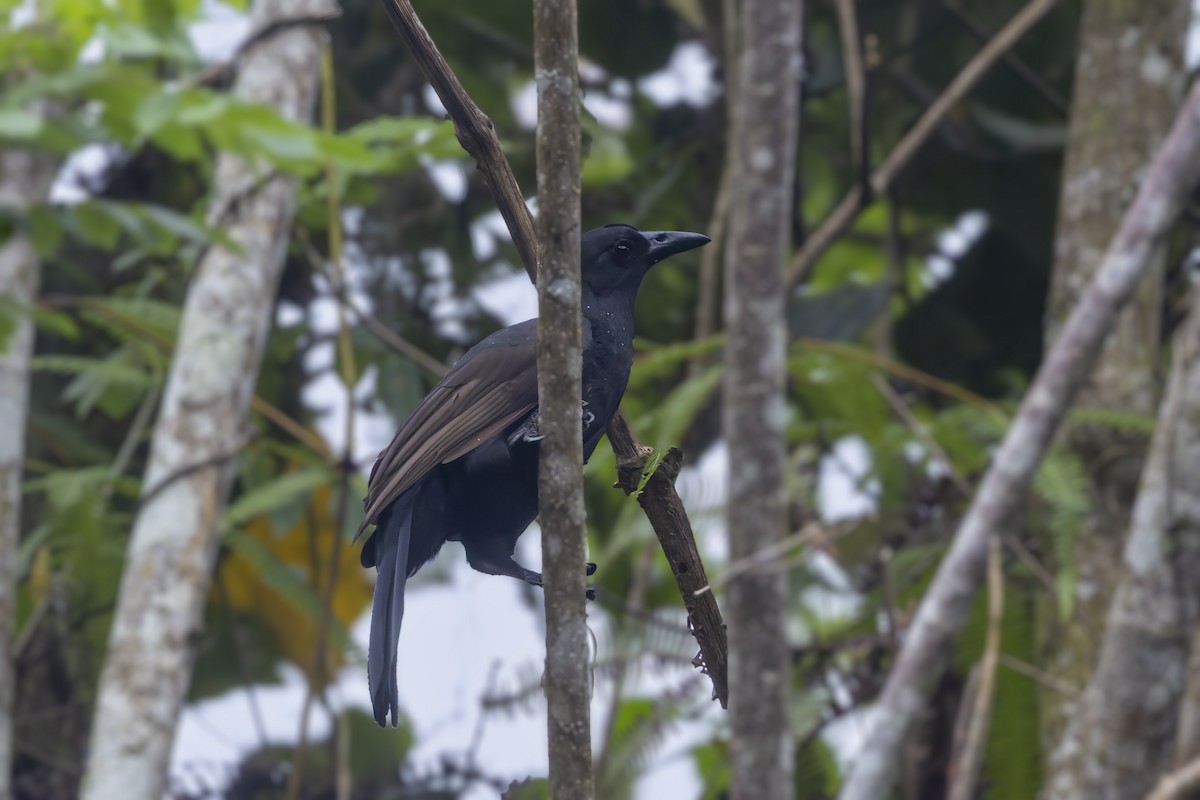 rajka vraní - ML643121608