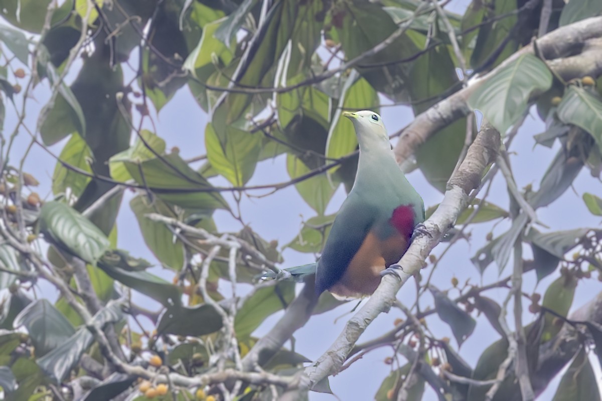 Scarlet-breasted Fruit-Dove - ML643121650