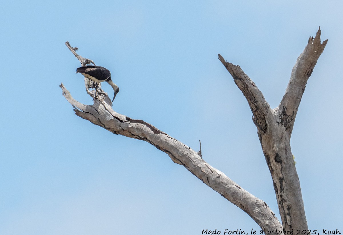 Straw-necked Ibis - ML643121662