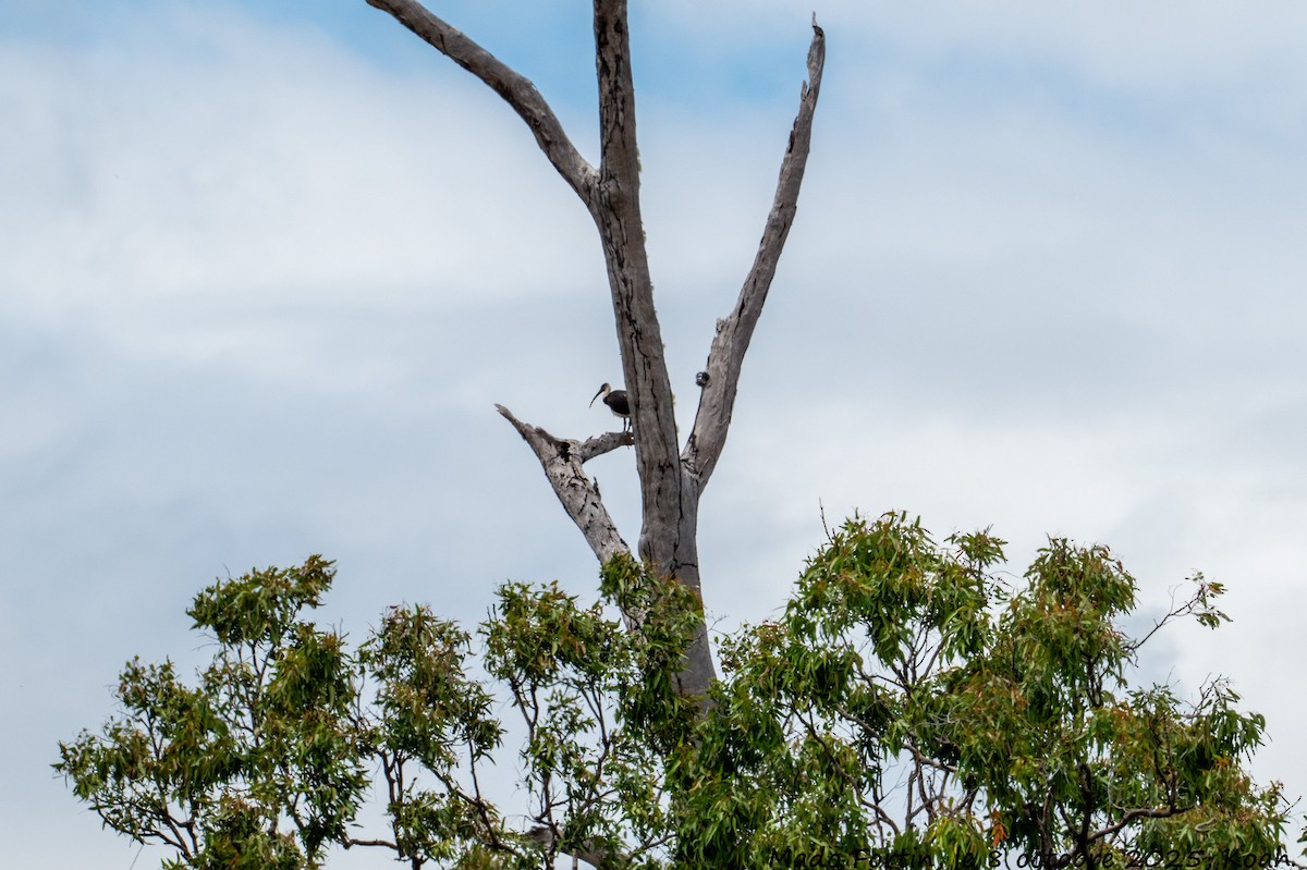 Straw-necked Ibis - ML643121663