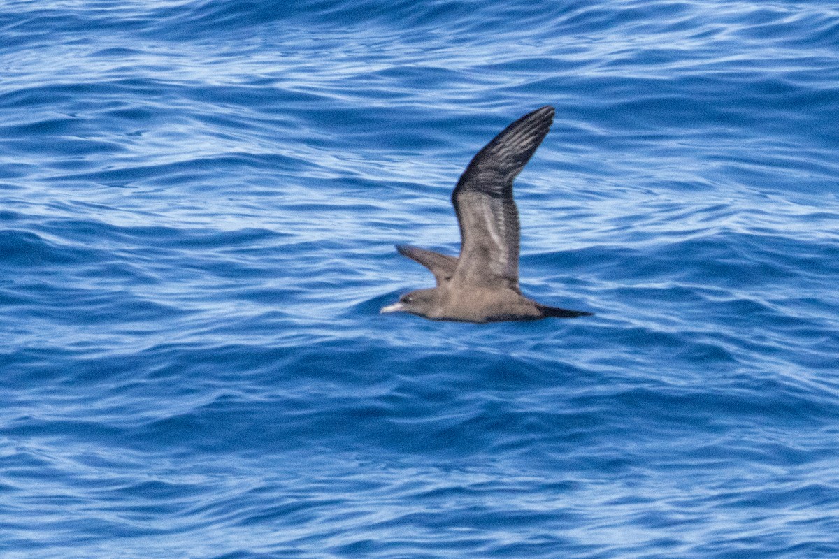 Wedge-tailed Shearwater - ML643121671