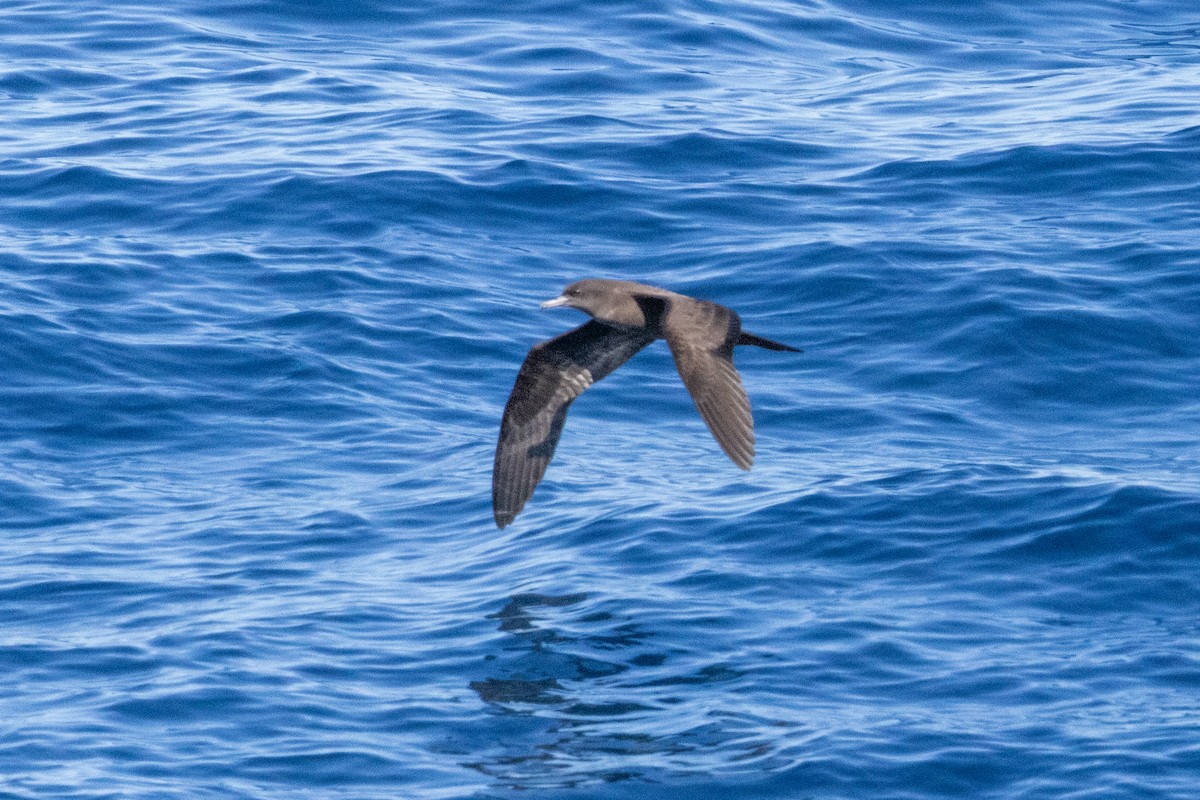 Wedge-tailed Shearwater - ML643121672