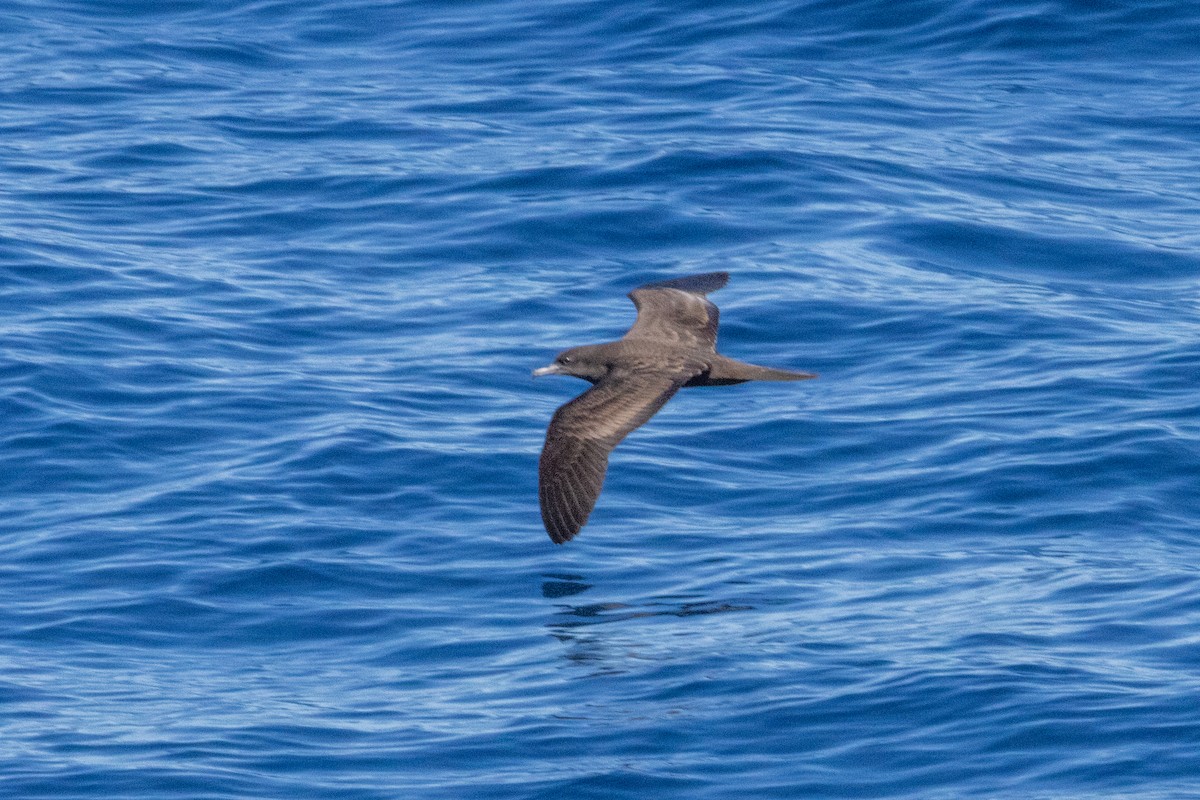 Wedge-tailed Shearwater - ML643121673
