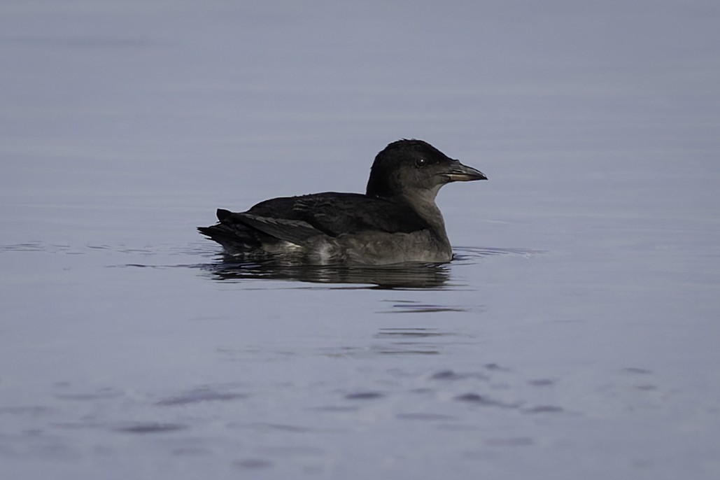 Rhinoceros Auklet - ML643121683