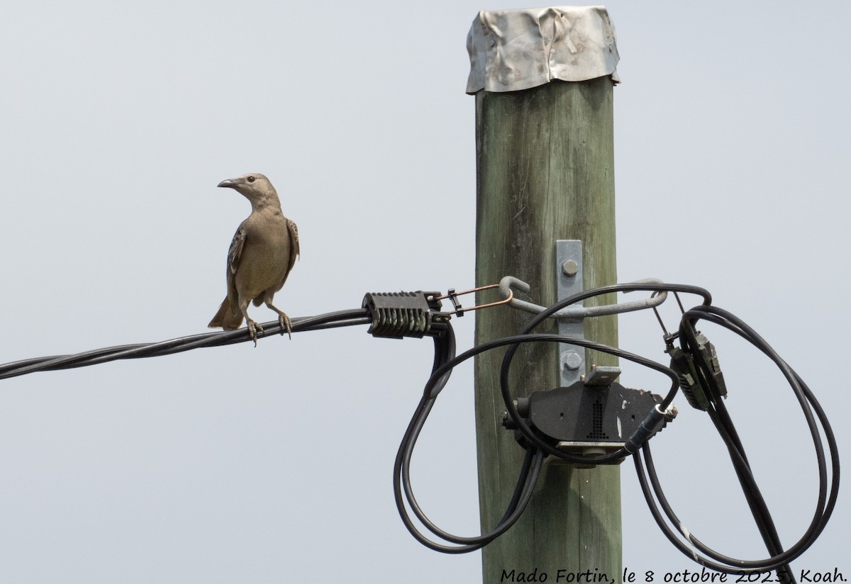 Great Bowerbird - ML643121684