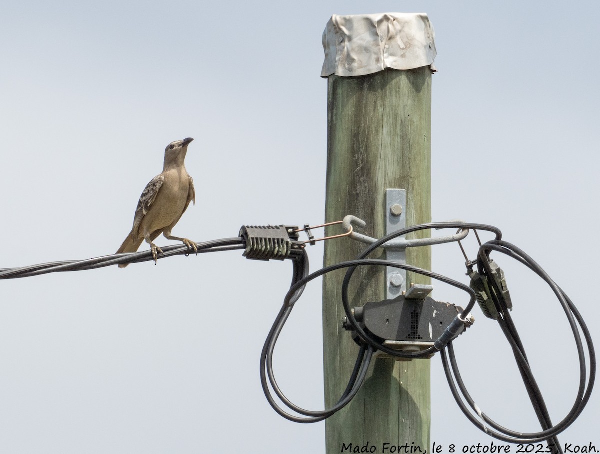 Great Bowerbird - ML643121685