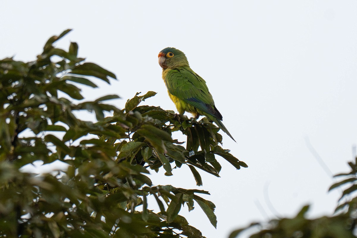 メキシコインコ - ML643121727