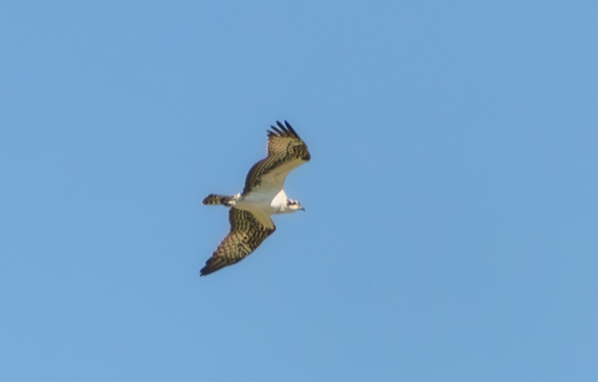 Balbuzard pêcheur - ML643121730