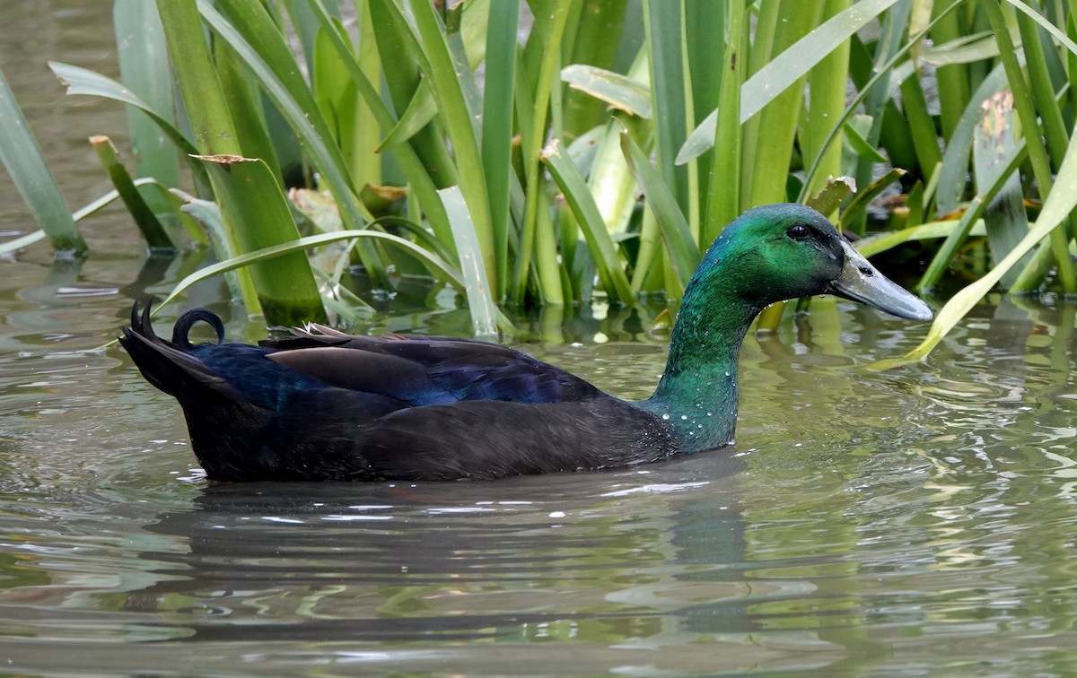 anatidé sp. (canard sp.) - ML643121737