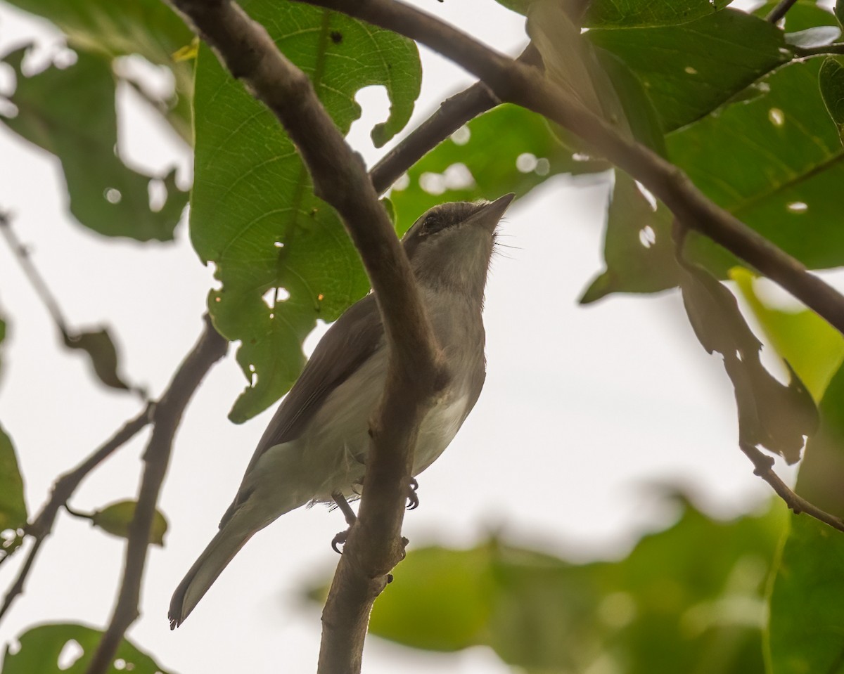 Common Woodshrike - ML643121754