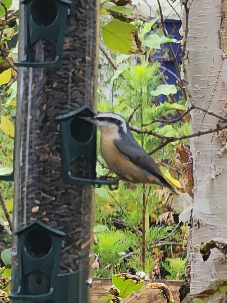 Red-breasted Nuthatch - ML643121757